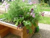 hochbeete_mustergarten_holzhochbeet_2