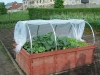 hochbeete_juwel_fruehbeet_1