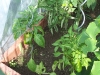 hochbeete_juwel_tomatenhaus