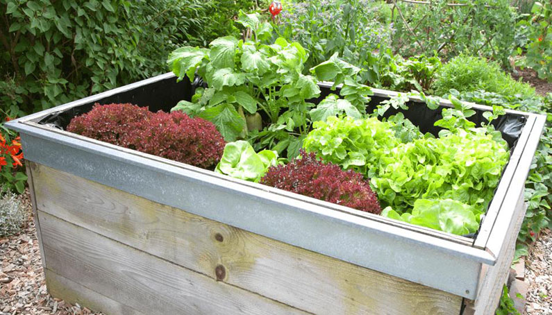 Hochbeet mit leckerem Salat