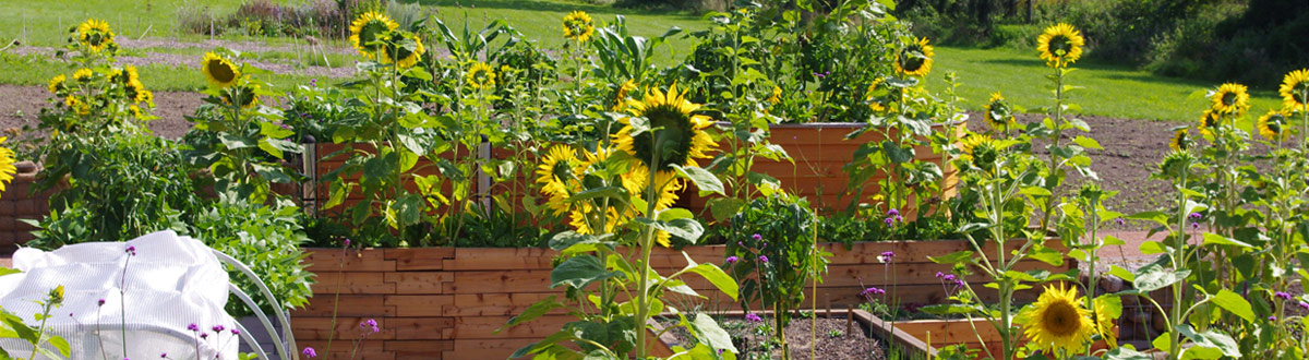 Hochbeete mit Sonnenblumen